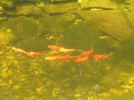 Fish