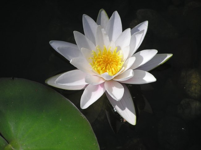 Waterlilly