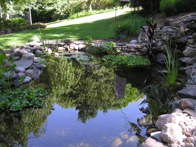 Pond reflections