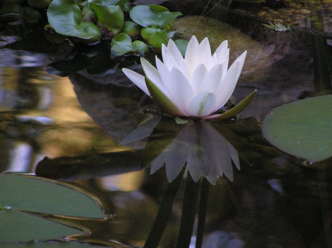 Waterlilly in the evening