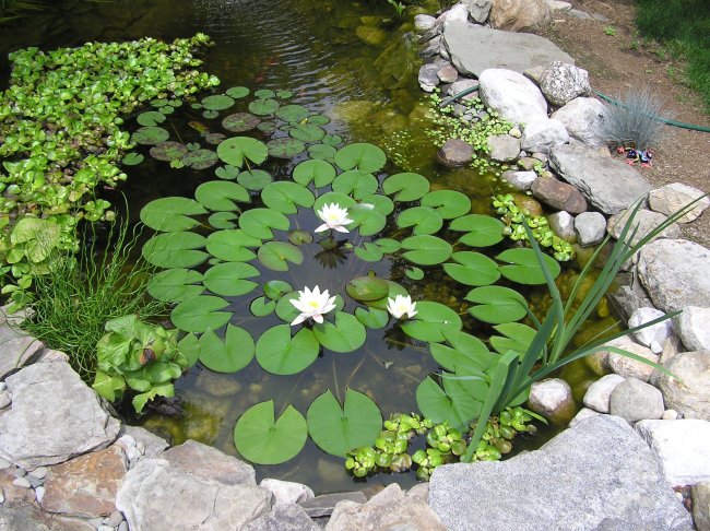 Waterlillies