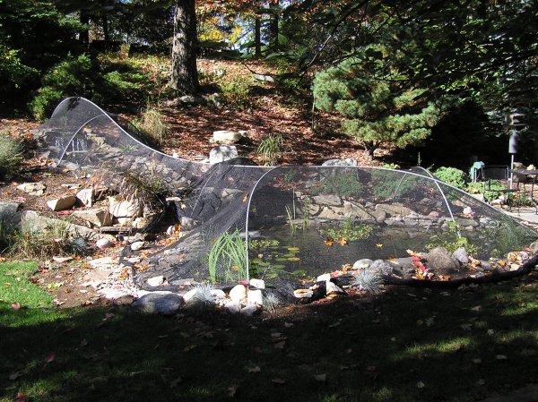 Pond netted for fall leaf season