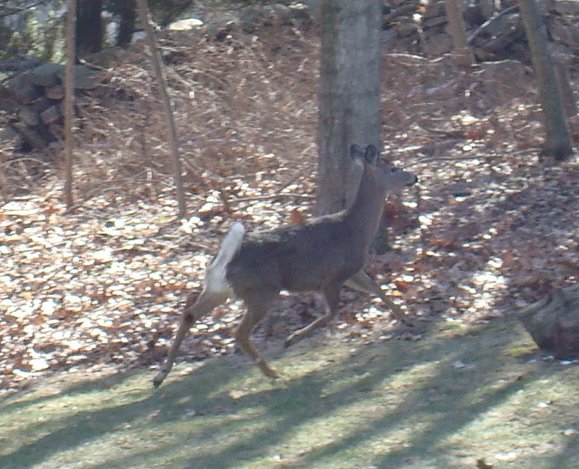 Flying Doe