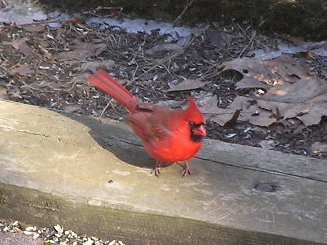 Cardinal