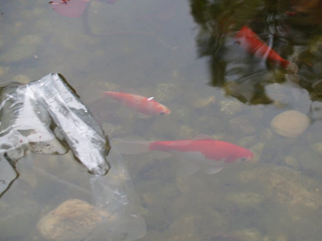 New fish